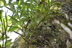 Epidendrum ramosum