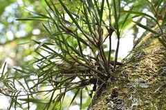 Epidendrum ramosum