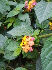 Lantana