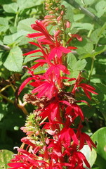 Lobelia cardinalis image