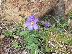 Polemonium boreale