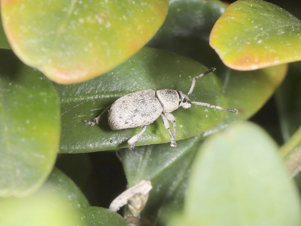 Pseudomeira prolixa