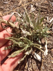 Pseudognaphalium leucocephalum