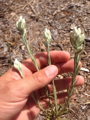 Pseudognaphalium leucocephalum