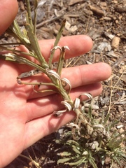 Pseudognaphalium leucocephalum