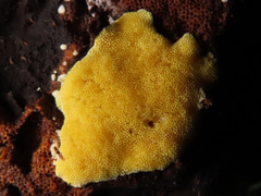 Antrodiella citrinella