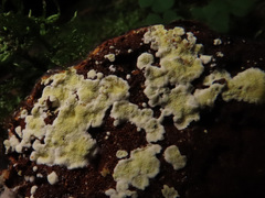 Antrodiella citrinella