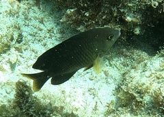 Stegastes xanthurus