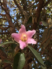 Lagunaria