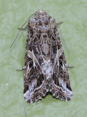 Spodoptera praefica