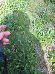 Ligusticum grayi