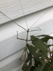 Diapheromera femorata