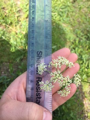 Ligusticum grayi