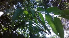 Tithonophasma tithonus