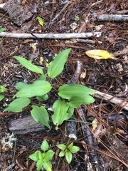 Maianthemum paniculatum