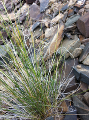 Elymus elymoides elymoides