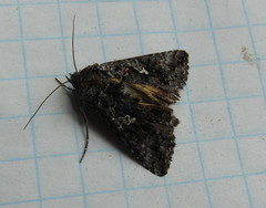 Syngrapha octoscripta