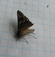 Syngrapha octoscripta