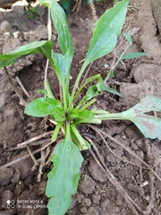 Plantago australis