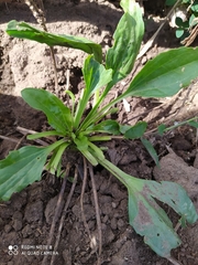 Plantago australis