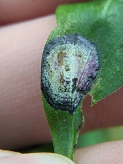 Asteromyia carbonifera