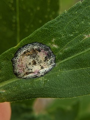 Asteromyia carbonifera