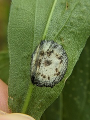 Asteromyia carbonifera