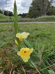 Gladiolus × hortulanus