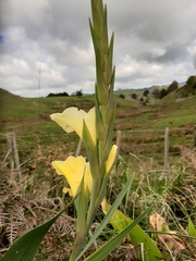 Gladiolus × hortulanus