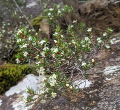 Spyridium ulicinum