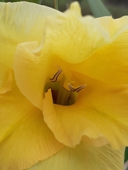Gladiolus × hortulanus