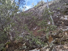 Spyridium ulicinum