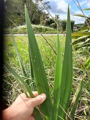 Gladiolus × hortulanus