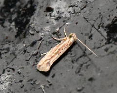 Ypsolopha sp-sw
