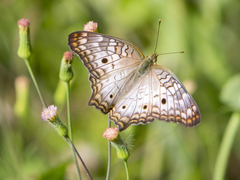 Anartia jatrophae