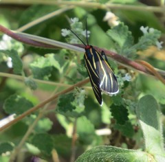 Ctenucha venosa