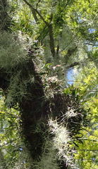 Epidendrum conopseum image