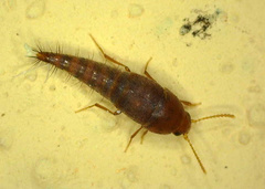 Sepedophilus nigripennis
