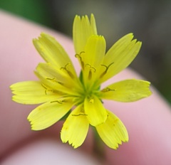 Lapsana communis