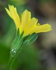 Lapsana communis