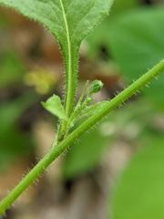 Lapsana communis
