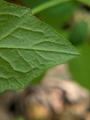 Lapsana communis