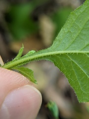 Lapsana communis
