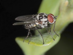 Anthomyia pluvialis