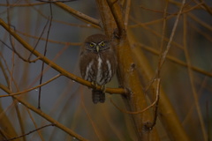 Glaucidium nana