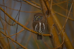 Glaucidium nana