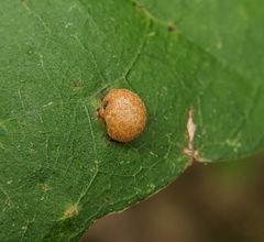 Polystepha pilulae