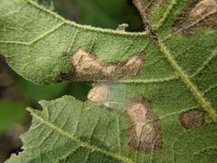 Tubakia