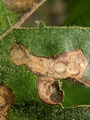 Tubakia
