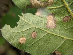 Tubakia